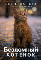 Бездомный котенок