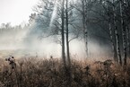 В туман